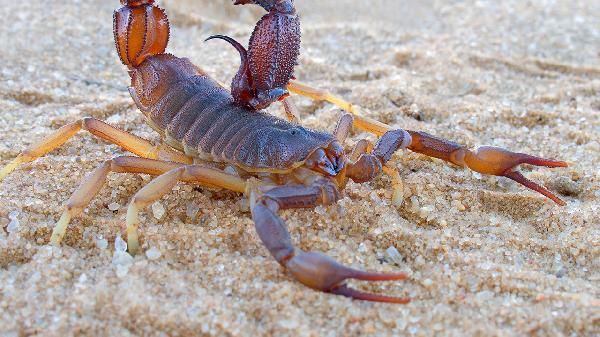 蝎子可以和鹿筋一起泡酒吗