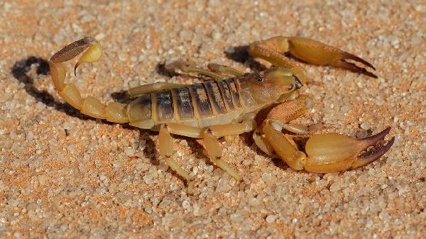 蝎子可以和鹿筋一起泡酒吗