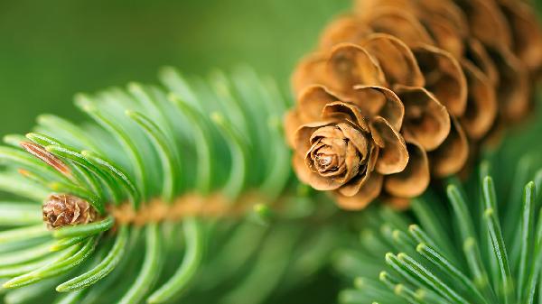 松果体区占位性病变是什么意思