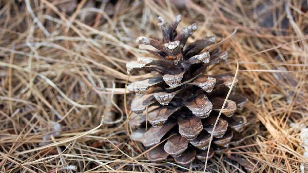 松果体区占位性病变是什么意思