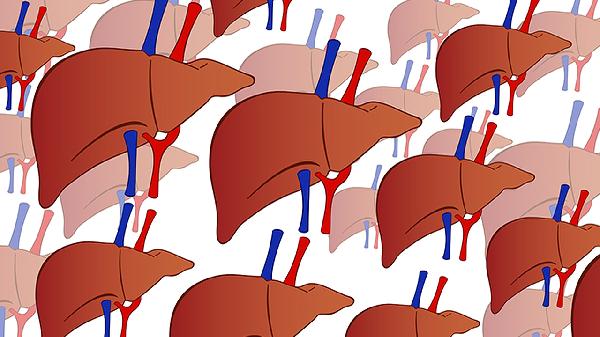 肝功能损伤对身体危害大吗 肝功能损伤四个症状很伤身