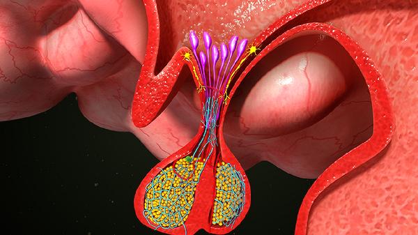 神经元神经纤维的联系和区别有哪些