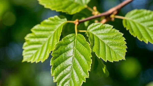 上呼吸道感染可以吃榆钱吗