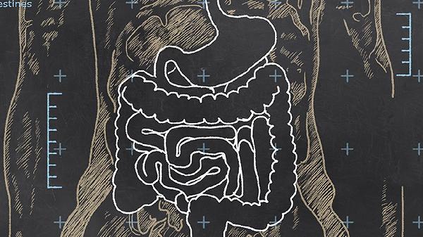 肠子疼一阵一阵的绞痛的原因有什么