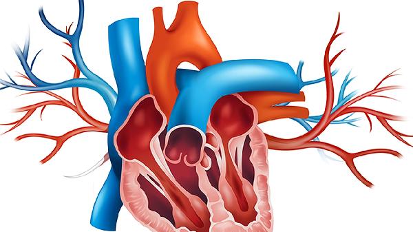 心脏瓣膜修复与置换术的区别是什么