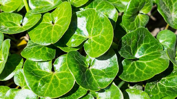 细辛的中毒反应 有这些症状应提防细辛中毒