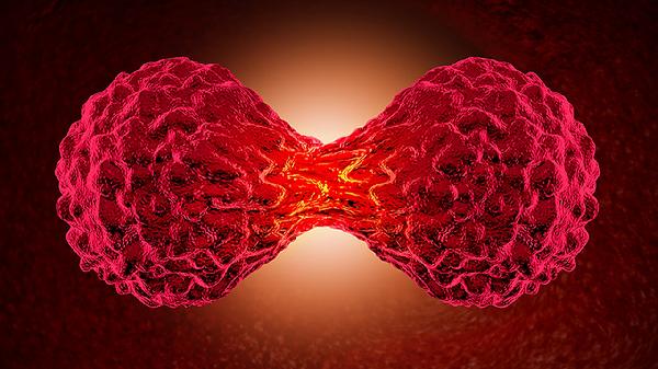 耳廓假性囊肿会自动恢复吗