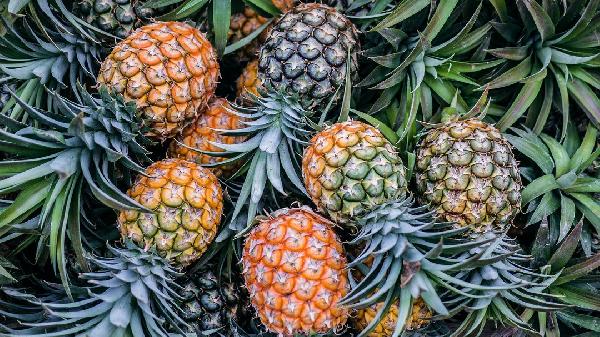 1岁宝宝可以吃菠萝吗 多大的宝宝可以吃菠萝