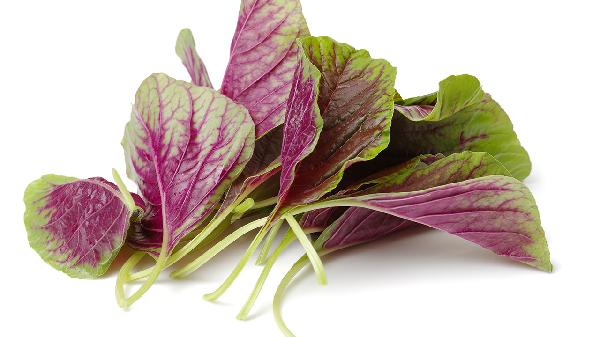 红苋菜再次成为关注对象！提醒：常吃红苋菜的人，或会有4个好处