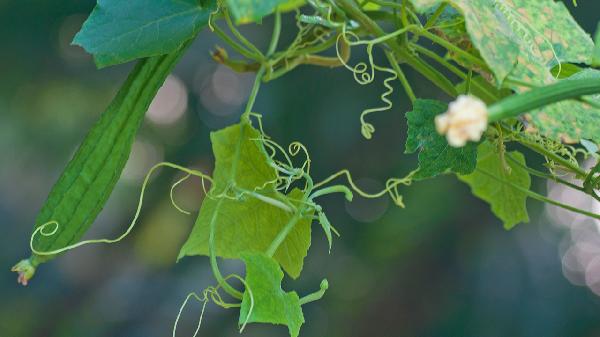 丝瓜不能随便吃吗?医生劝告:这5种人尽量少吃,很多人都不知道