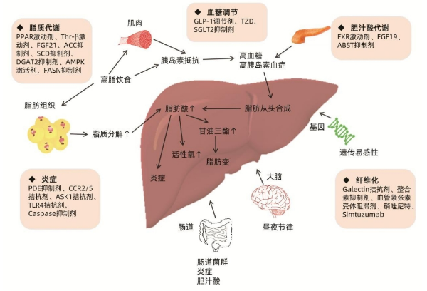 脂肪肝离大众越来越近，LAIFE「乐轻肝」解码肝脏焕活密码
