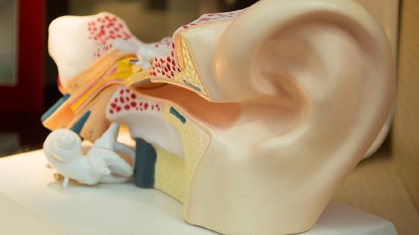 耳朵上有折痕，预示着心梗、猝死要来临？真假？医生给出明确答复
