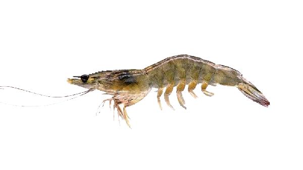 挑选大虾有讲究:这4种“特殊虾”不建议购买,健康饮食需注意