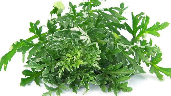 63岁大妈坚持吃茼蒿3个月,体检结果让医生震惊!