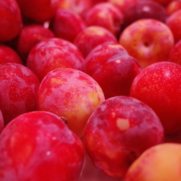 医生证实:每天一个李子,3大惊人变化让你意想不到!