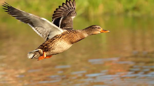 肺不好的人,能吃鸭肉吗?医生提醒:想养肺,这2种肉食劝你少吃