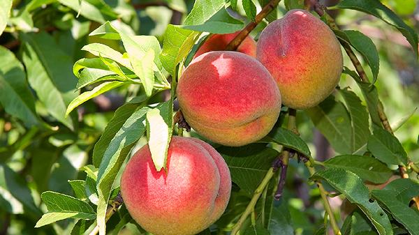 黑头浮出来了要刮掉吗