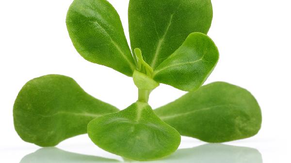 野菜马齿苋的食用方法