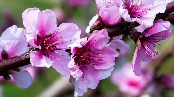 哪些人不宜吃蜂花粉