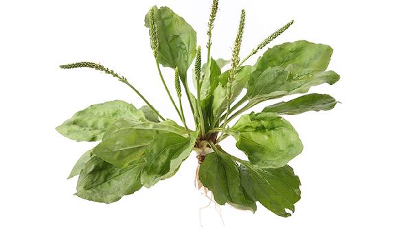 哪些人不宜喝车前草水