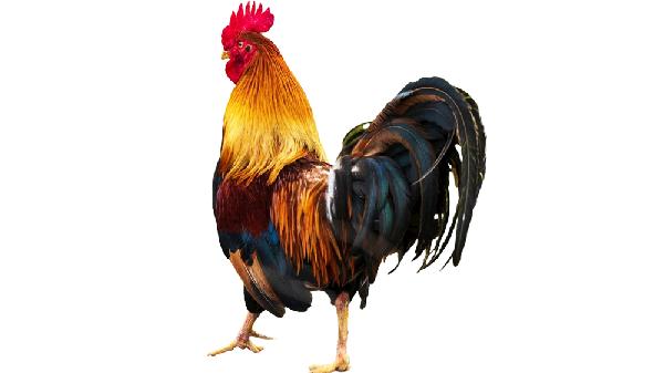 公鸡配什么吃可以长高