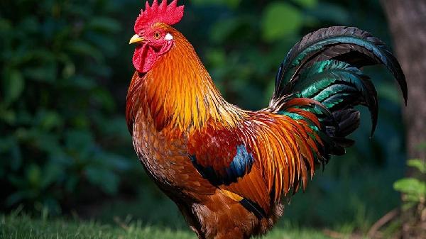 公雞配什么吃可以長高