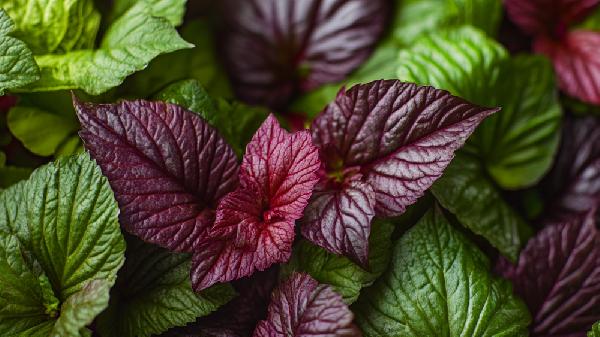 真正的补阳第一草是紫苏叶?这样用,把体内寒湿逼出来,补充阳气