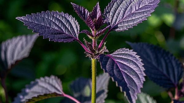 真正的补阳第一草是紫苏叶?这样用,把体内寒湿逼出来,补充阳气