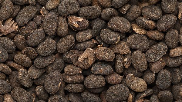 补骨脂的禁忌人群有哪些