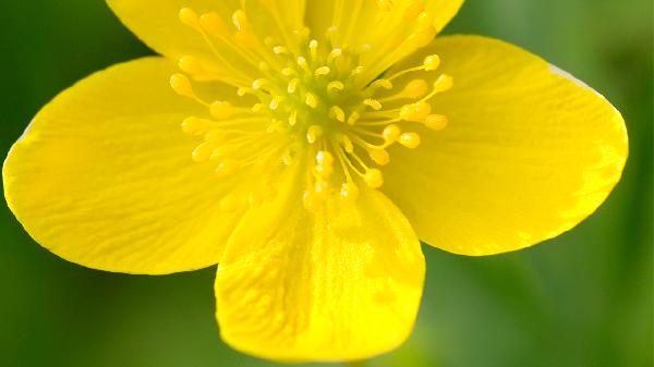 金莲花主治哪种疾病