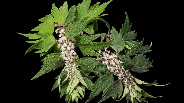 艾草和益母草的区别是什么