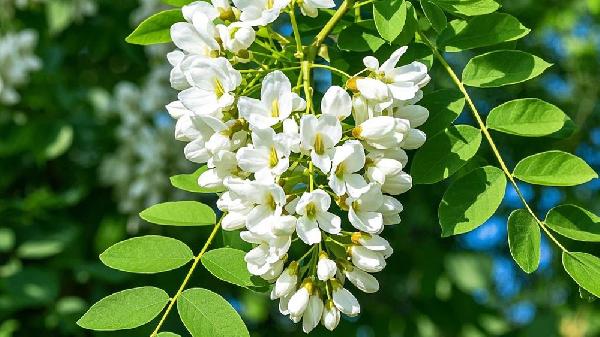 小槐花的效果有哪些