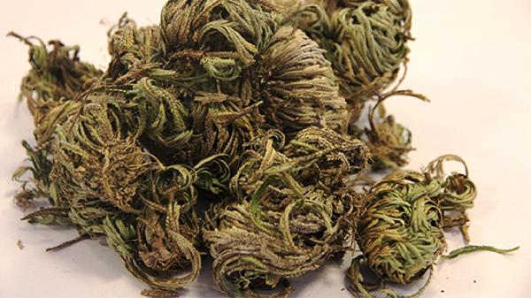 江南卷柏有什么好处和坏处