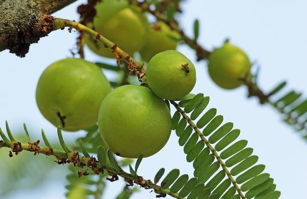 余甘子对女性有什么好处吗