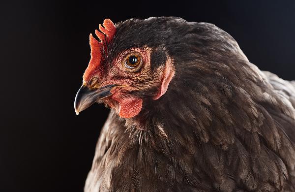 鸡肉是高血压的祸根,还是营养佳品?到底该不该吃?告诉你真相