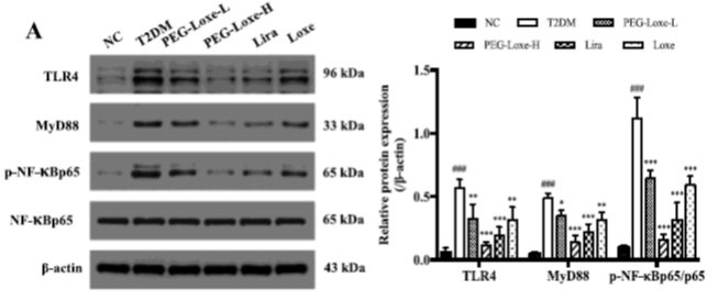 世界心脏日│首个国产原研 GLP-1RA 周制剂的心血管获益