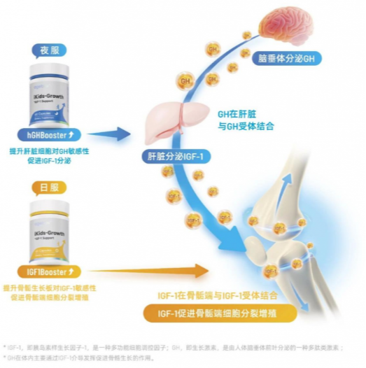 从原料筛选、成分提取和配方研发，探讨阿基孚的安全性和有效性
