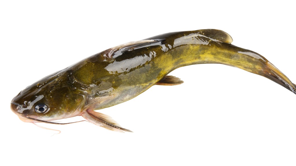 50岁后要少吃鱼？医生力荐这3样食材，很多老人还不当回事！