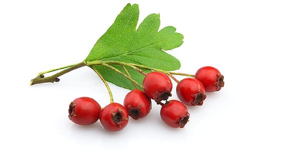 山楂水能改善血管健康,但不能溶解血管斑块,喝对才有效!