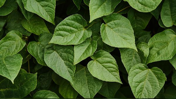 别再交智商税了，你看不上的红薯叶，才是身体里的“抗炎扫地僧”