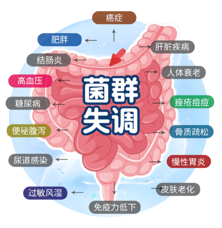 肠道菌群干预已经成为抗衰老的新靶点，益生菌成健康首选，W+端粒塔携AKK菌强势来袭