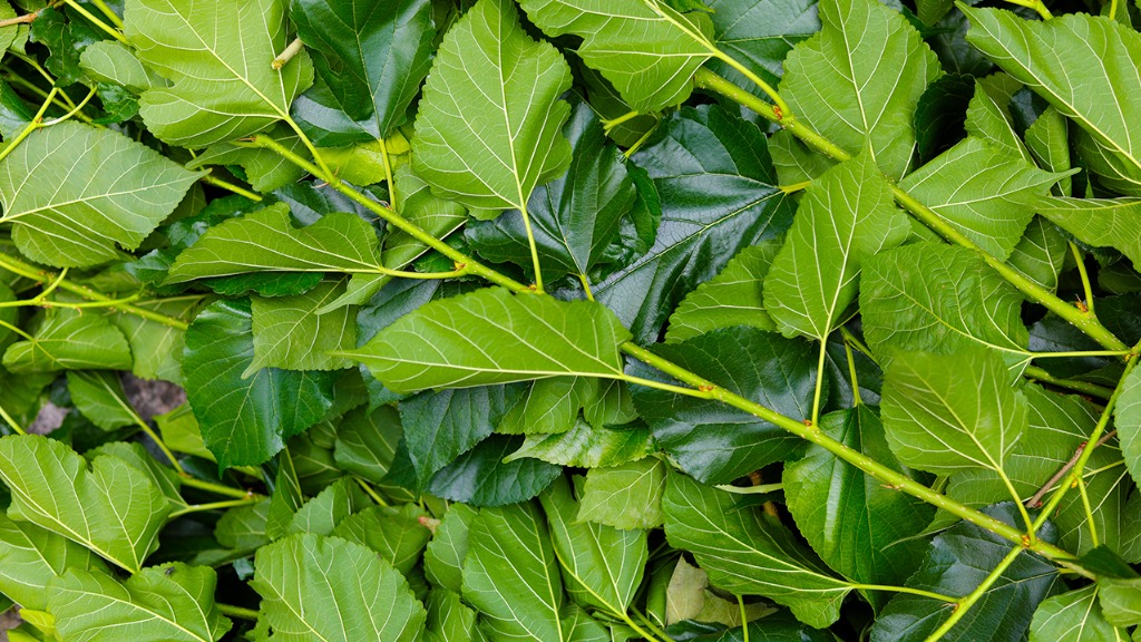 农村到处都有的一种树,其实全身都是宝,降血糖很有效