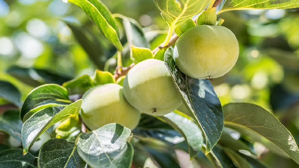 柿子再次被关注!医生发现:常吃柿子的老人,身体或迎来3个变化