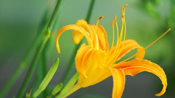 萱草的功效与作用是什么