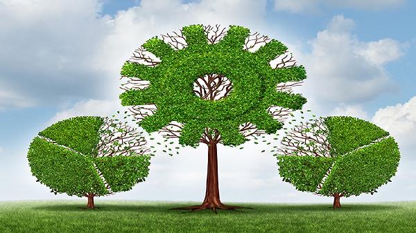 树葱的功效与作用是什么