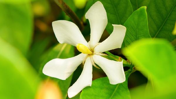 络石藤的效果有哪些