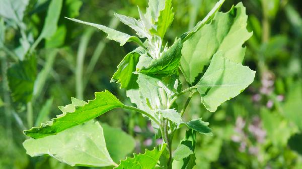 茵陈减肥效果好吗