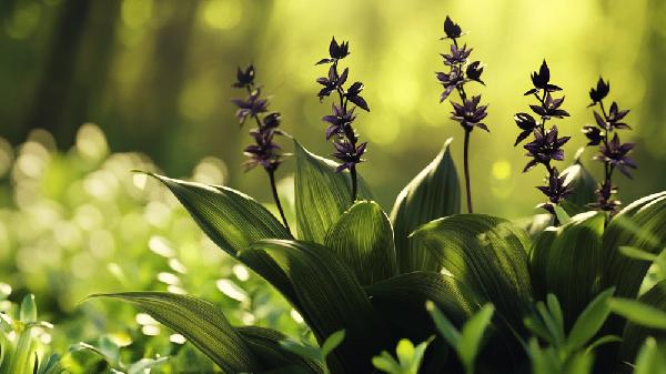 藜芦的功效与作用是什么