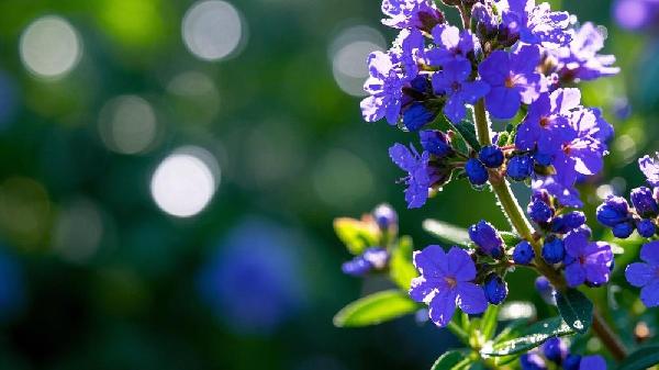 百里香对男性有什么好处吗