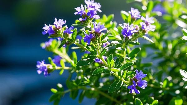百里香对男性有什么好处吗